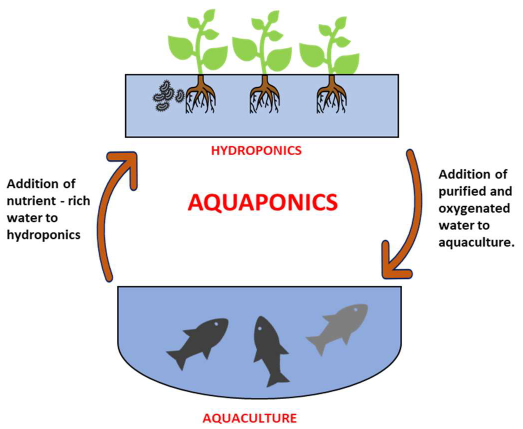 Aquaponics and Pathogenic Control
